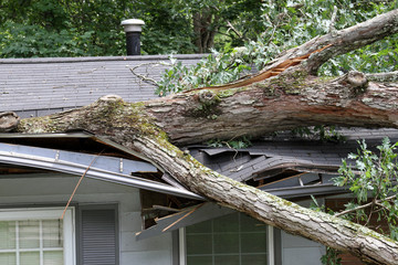 Storm Tossed Tree Impales a House Roof - Powered by Adobe