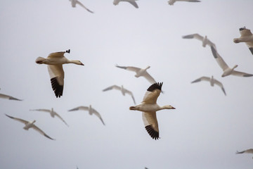 Snow Geese fly over Pennsylvania farmland during the Spring migration.