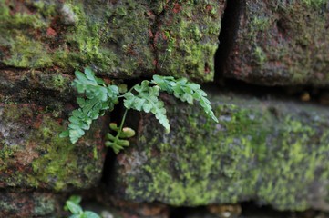 Old Broken Red Brick Wall with Green Moss