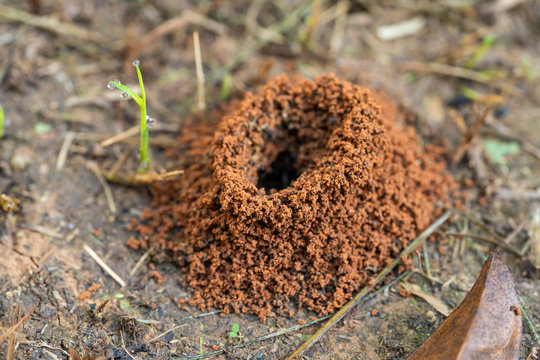 Macro shot of Ant nest on the ground.