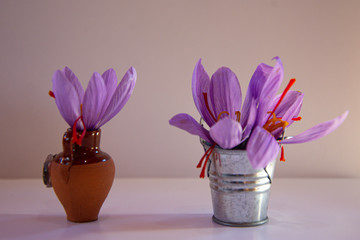 Still life of saffron flower in clay jar and aluminum bucket