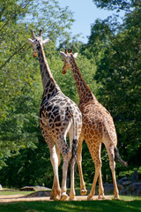 Giraffe Couple Walks Closely Together