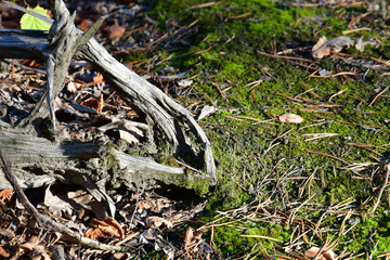 Amazing shape of the roots of a tree, similar to the skull of a sleeping dragon. Background