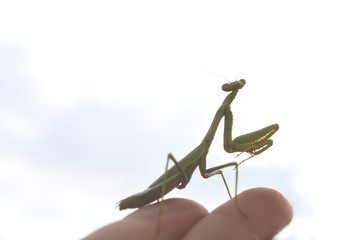 Macro photo of a green praying mantis on a hand against a white background 