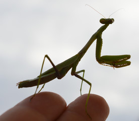 Macro photo of a green praying mantis on a hand against a white background 