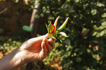 Female farmer hands holding freshly picked chili papers. Healthy eating