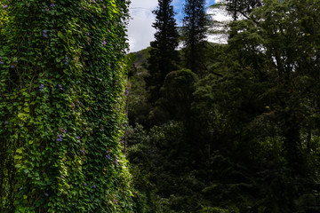 Views from Manoa falls trail, Honolulu Hawaii
