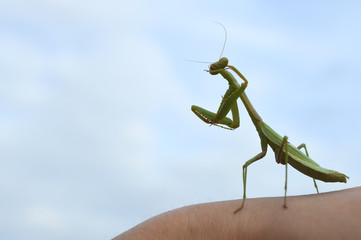 Macro photo of a green praying mantis against a blue background 