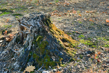 Old stump covered with moss in the forest. Background