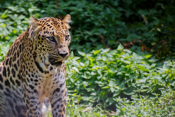 Fototapeta na wymiar Tiger jaguar serious eyesight.