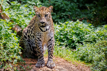 Tiger jaguar serious eyesight.