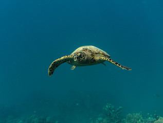 Hawksbill Sea turtle (Eretmochelys imbricata) swimming in the sea.