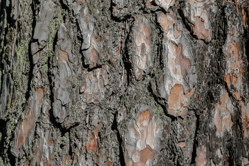 Texture of pine bark. Close-up. Background
