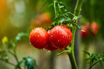 Bunch of ripe natural cherry red tomatoes in water drops growing in a greenhouse  ready to pick