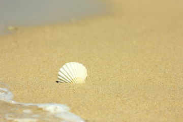 Fototapeta na wymiar Beautiful shell on sea shore in summer
