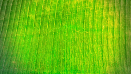 banana leaf texture for background