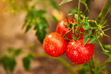 Bunch of ripe natural cherry red tomatoes in water drops growing in a greenhouse  ready to pick