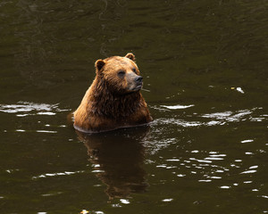 Obraz premium Rescued brown bear cools off at The Fortress Of The Bear, in Sitka, Alaska