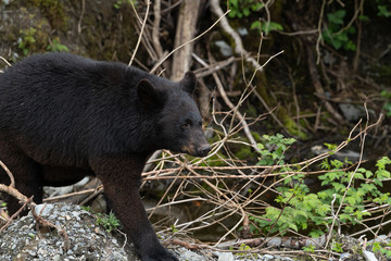 Rescued juvenile black bear at Fortress of the bear in Alaska 