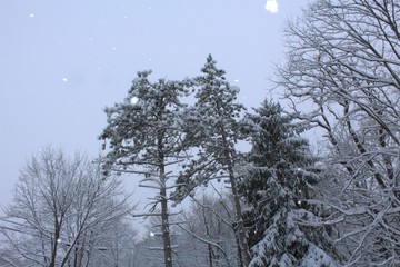 Fototapeta na wymiar Snow trees during a heavy snow fall