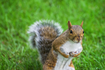 Obraz premium Brown squirrel over green grass