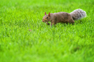 Brown squirrel over green grass
