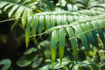 Fern tree on Doi Inthanon National park , Location Chomthong District, Chiang Mai Province North of...