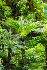 Fern tree on Doi Inthanon National park , Location Chomthong District, Chiang Mai Province North of Thailand 