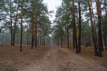 View of the long road in the pine forest. Autumn landscape.