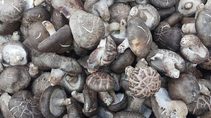 Closeup view of big pile of fresh harvested mushrooms.