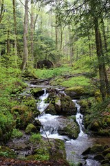 Fototapeta na wymiar Small waterfall along a hiking trail in Canaan Valley, West Virginia 