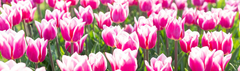 Obraz na płótnie Canvas Beautiful pink and white tulips flowers in park. Spring nature background. Web banner - Image