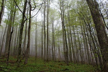 Fototapeta premium Beautiful Canaan Valley, West Virginia 