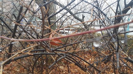 Closeup macro view of tree branches with water drop dripping in autumn season