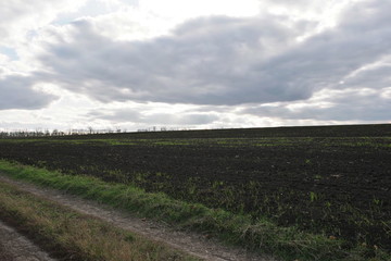 winter shoots in autumn on black soil Ukraine