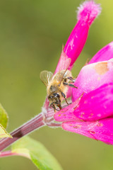 Biene auf Blüte