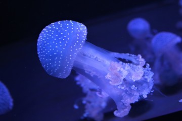 Floating Bell jellyfish 