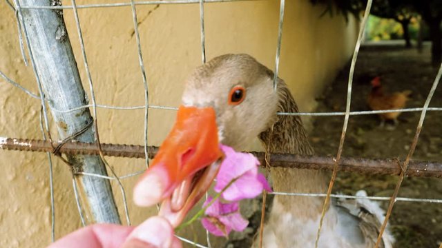 Farm animal. Close-up shot of a goose or gander behind a metal net. Greece. 4K