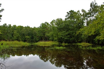 Fototapeta na wymiar Pond along a hiking trail in Garland, North Carolina