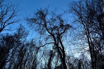 View of the tree tops against a bright blue sky