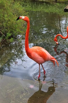 Flamingo posing for a photo