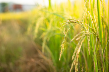 Rice in field conversion test at North Thailand,rice yellow color and copy space