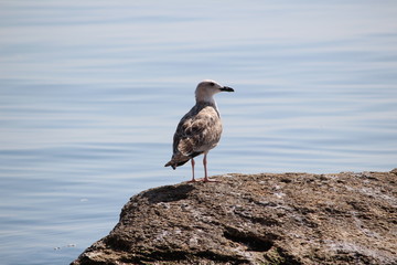  seagull sits on a stone against the background of the sea
