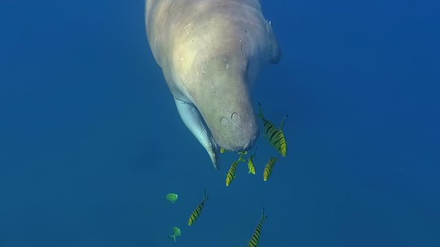 Dugong (sea cow) swims in the sea.