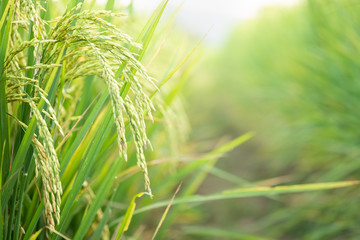Rice in field conversion test at North Thailand,rice  growth nature,Grain green color and copy space