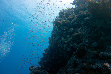 Fototapeta na wymiar diving red sea