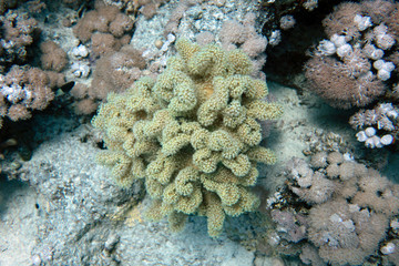 diving red sea