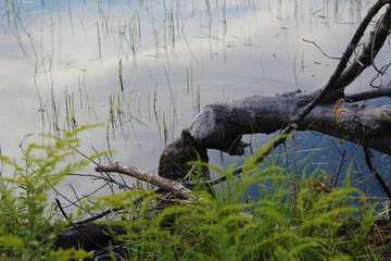 Tree a beaver cut down