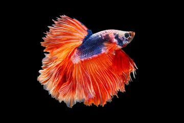 Foto op Plexiglas Het ontroerende moment mooi van oranje en blauwe siamese betta vis of fancy betta splendens vechten vis in thailand op zwarte achtergrond. Thailand noemde Pla-kad of halve maan bijtende vis. © Soonthorn