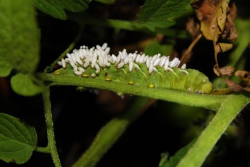 Hornworm resting on a tomato plant
